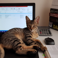 Tekir Kedi, Kedi  Solana fotoğrafı