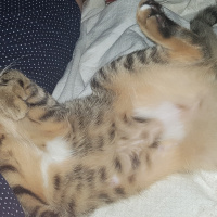 Tekir Kedi, Kedi  Solana fotoğrafı