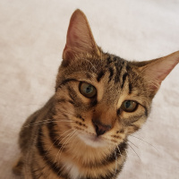 Tekir Kedi, Kedi  Solana fotoğrafı