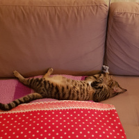 Tekir Kedi, Kedi  Solana fotoğrafı