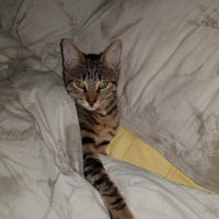 Tekir Kedi, Kedi  Solana fotoğrafı