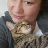 Tekir Kedi, Kedi  Solana fotoğrafı