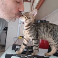 Tekir Kedi, Kedi  Solana fotoğrafı