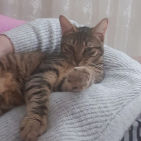 Tekir Kedi, Kedi  Solana fotoğrafı