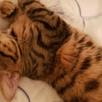 Tekir Kedi, Kedi  Solana fotoğrafı