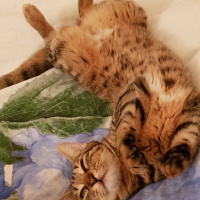 Tekir Kedi, Kedi  Solana fotoğrafı