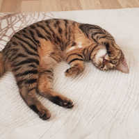 Tekir Kedi, Kedi  Solana fotoğrafı