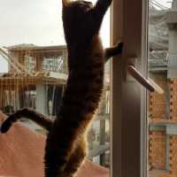 Tekir Kedi, Kedi  Solana fotoğrafı