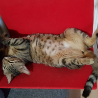 Tekir Kedi, Kedi  Solana fotoğrafı