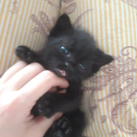 Tekir Kedi, Kedi  ŞANSLI fotoğrafı