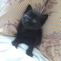 Tekir Kedi, Kedi  ŞANSLI fotoğrafı