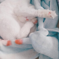 Scottish Fold, Kedi  Charlie fotoğrafı