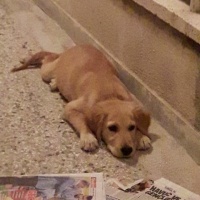 Golden Retriever, Köpek  rex fotoğrafı