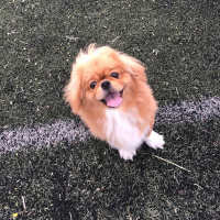 Pekingese, Köpek  Caş fotoğrafı