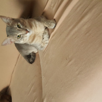 Tekir Kedi, Kedi  Kaplan fotoğrafı