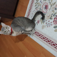 Tekir Kedi, Kedi  Kaplan fotoğrafı