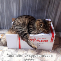 Tekir Kedi, Kedi  Çirkin fotoğrafı