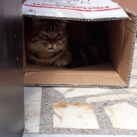 Tekir Kedi, Kedi  Çirkin fotoğrafı