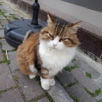 Tekir Kedi, Kedi  Çirkin fotoğrafı