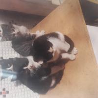 Tekir Kedi, Kedi  Çirkin fotoğrafı