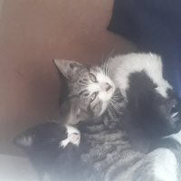 Tekir Kedi, Kedi  Çirkin fotoğrafı