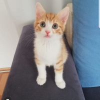 Tekir Kedi, Kedi  Çirkin fotoğrafı