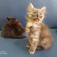 Tekir Kedi, Kedi  Çirkin fotoğrafı