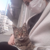 Tekir Kedi, Kedi  Çirkin fotoğrafı