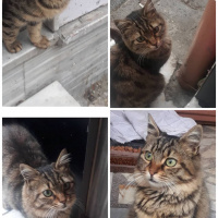 Tekir Kedi, Kedi  Çirkin fotoğrafı