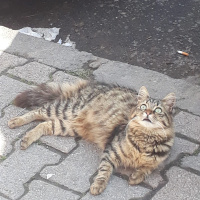 Tekir Kedi, Kedi  Çirkin fotoğrafı