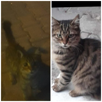 Tekir Kedi, Kedi  Çirkin fotoğrafı