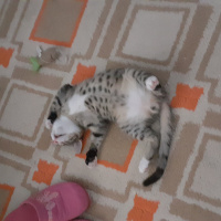Tekir Kedi, Kedi  Çakıl fotoğrafı