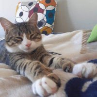 Tekir Kedi, Kedi  Çakıl fotoğrafı