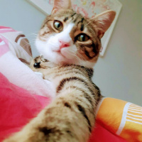 Tekir Kedi, Kedi  Çakıl fotoğrafı