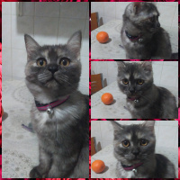 British Shorthair, Kedi  Arya fotoğrafı
