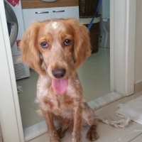 İngiliz Cocker Spaniel, Köpek  Tarcin fotoğrafı