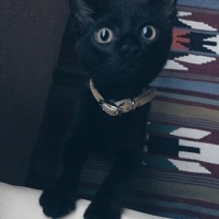Tekir Kedi, Kedi  Gece fotoğrafı