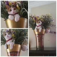 Tekir Kedi, Kedi  Bella fotoğrafı