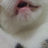 Tekir Kedi, Kedi  Bella fotoğrafı