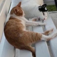 Sarman, Kedi  Bıcırık fotoğrafı