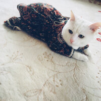 Ankara Kedisi, Kedi  Beedle fotoğrafı