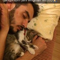 Tekir Kedi, Kedi  Leo fotoğrafı