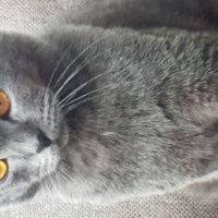Scottish Fold, Kedi  Duman fotoğrafı