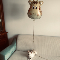 Chihuahua, Köpek  Çipil fotoğrafı
