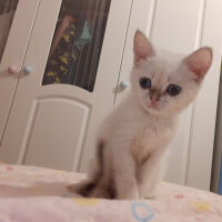 Scottish Fold, Kedi  Tokyo fotoğrafı