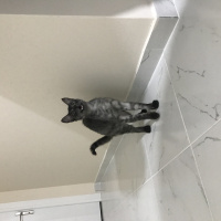 Tekir Kedi, Kedi  Fuat fotoğrafı