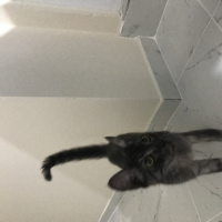 Tekir Kedi, Kedi  Fuat fotoğrafı