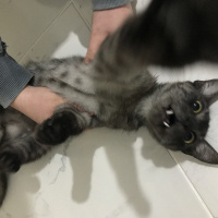 Tekir Kedi, Kedi  Fuat fotoğrafı