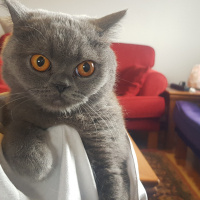 British Shorthair, Kedi  Bücürük Mia fotoğrafı