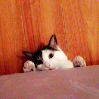 Tekir Kedi, Kedi  Odin fotoğrafı